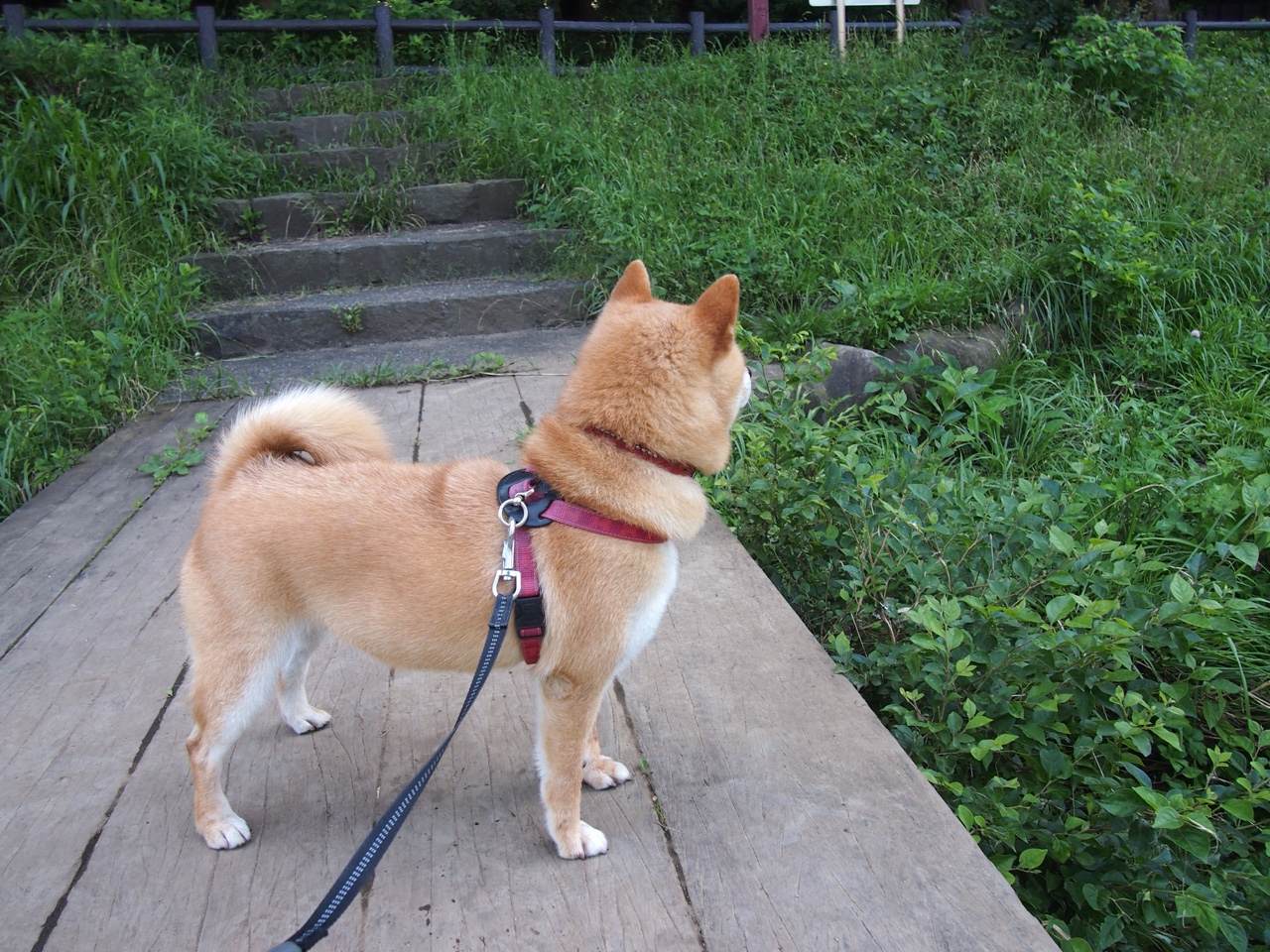 当萨里的蓝遇见桑巴的黄，一场撕裂国籍的德比，拉齐奥如何险胜巴西？