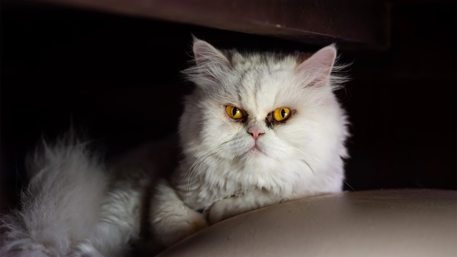 赖斯与马里，谁的中场节拍器更强？