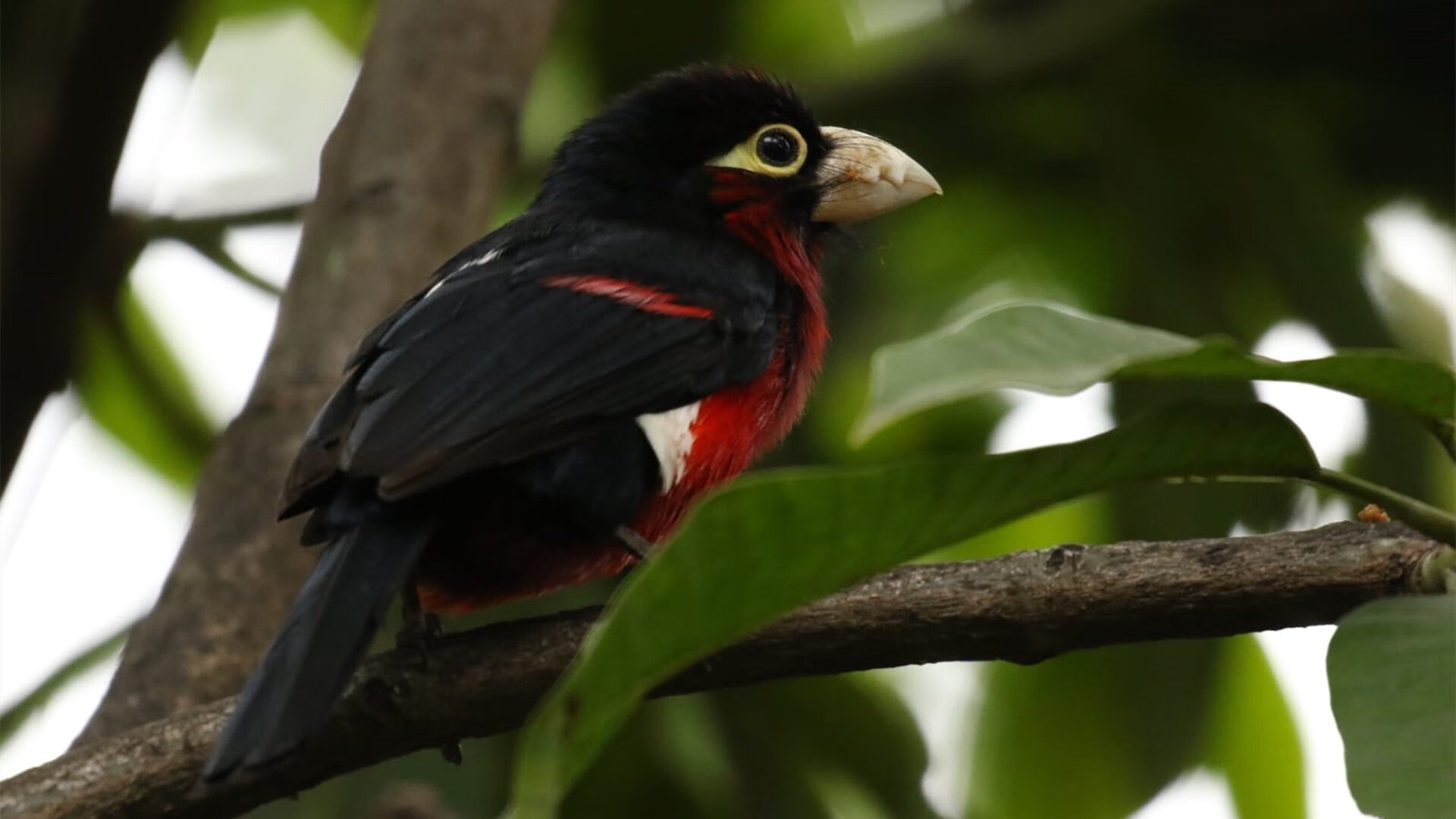 欧冠级戏剧！CBA赛场上的活塞式逆转—新疆生死战锻造唯一性