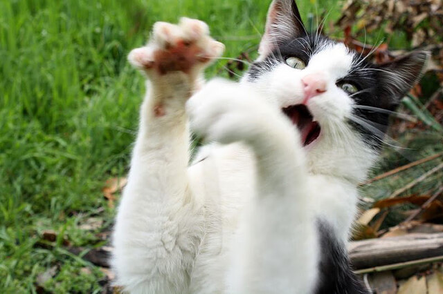 聚光灯下，与伟大对峙，拉亚以一记孤绝分球，定格意甲焦点之夜