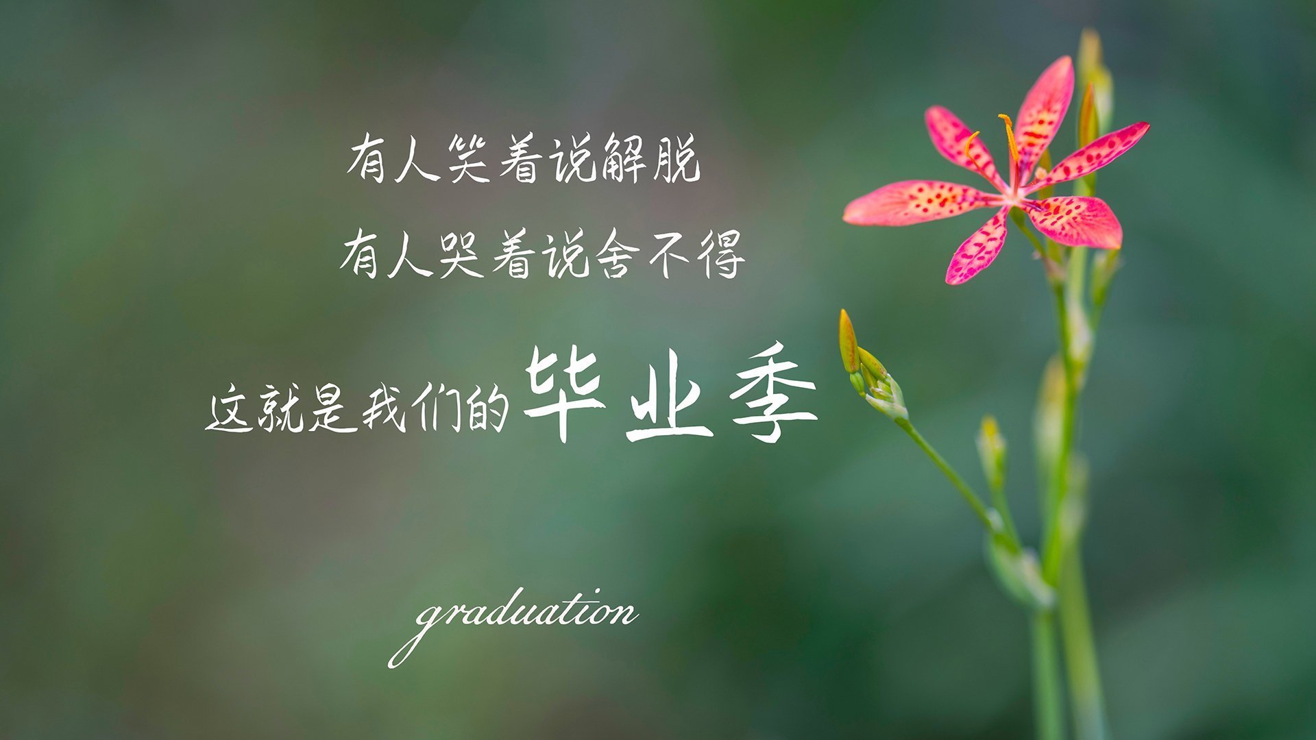 沙漠风暴席卷狮城,橙衣军团6:1血洗袋鼠,范戴克铸就钢铁长城